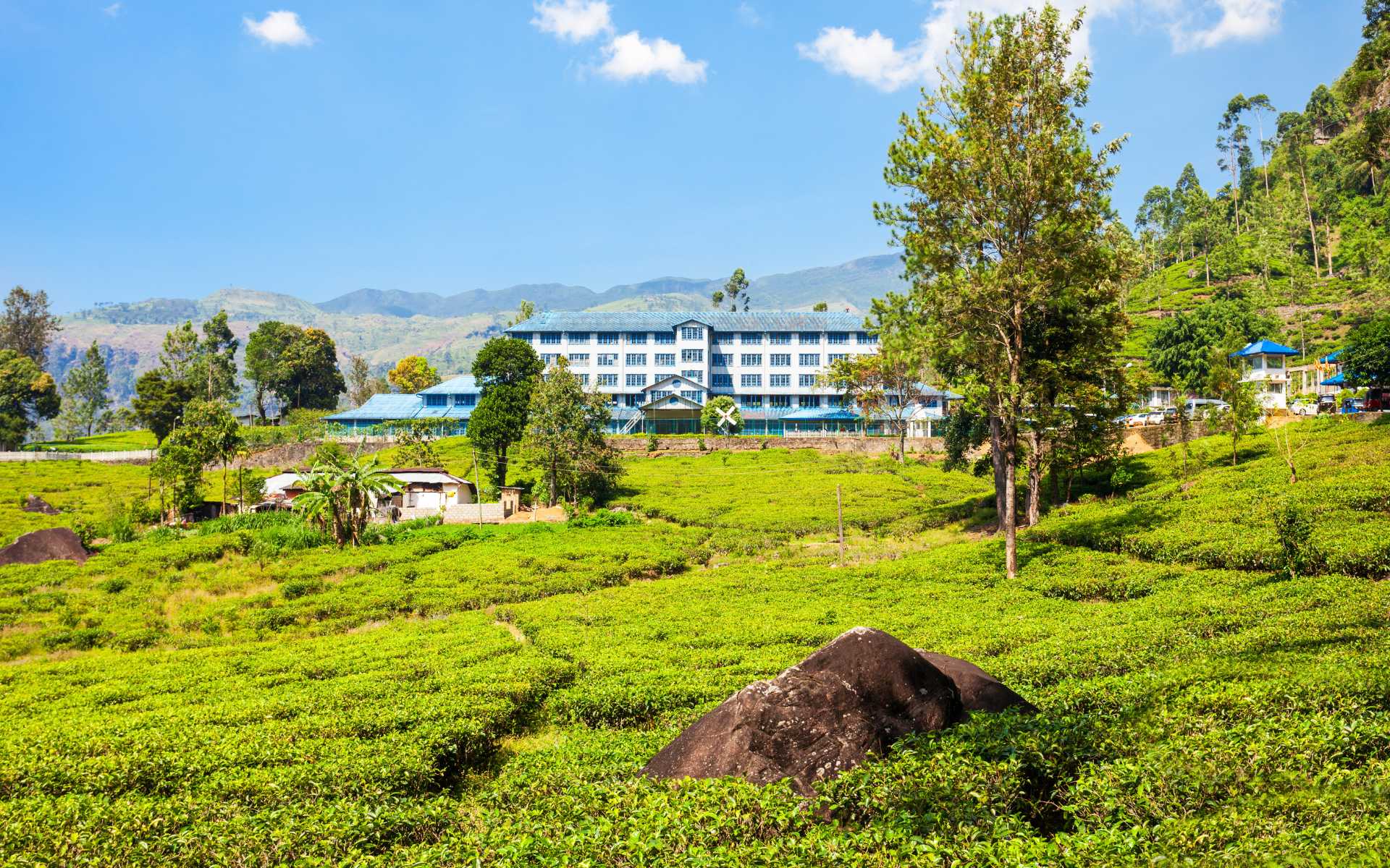 Tea Plantation Tours in Sri Lanka