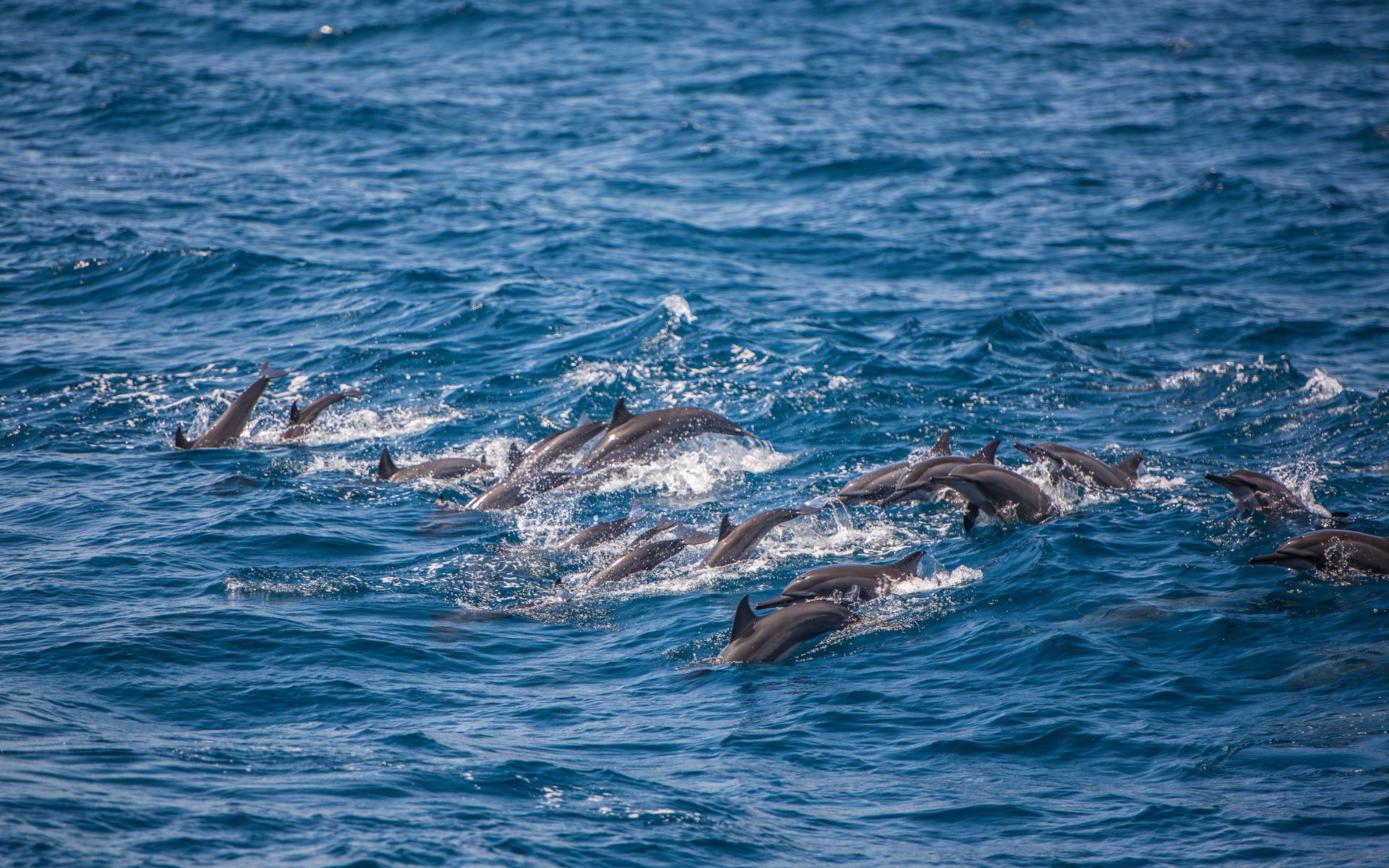 Whale Watching in Sri Lanka